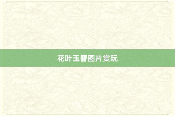 花叶玉簪图片赏玩